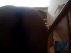 Cao cấp chó sex vu to hd (3D)